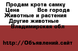 Продам крота самку › Цена ­ 200 - Все города Животные и растения » Другие животные   . Владимирская обл.